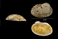 Anadara turonica